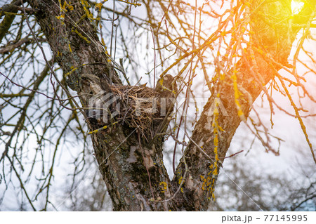 Bird made a nest on a tree, bird's nest close-up Bird made a nest on a tree, bird's nest close-up 77145995