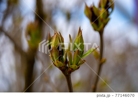 Unblown buds on trees macro. Bare young tree branches in spring in the garden close-up on a blurred background Unblown buds on trees macro. Bare young tree branches in spring in the garden close-up on a blurred background 77146070