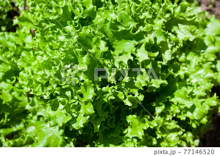 サニーレタスの若葉 77146520