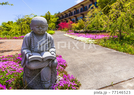 石仏と芝桜 77146523