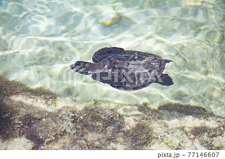 穏やかな水面を泳ぐタイマイ ウミガメ の子供の写真素材