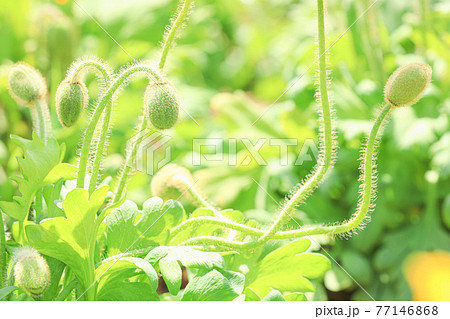 植物 ボタニカル 自然イメージ 植物 ボタニカル 自然イメージ 77146868