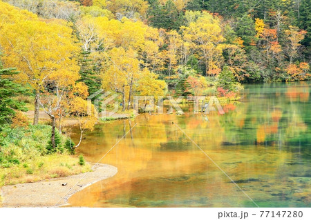 志賀高原・大沼池の紅葉 志賀高原・大沼池の紅葉 77147280