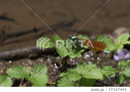 カワトンボ 鎌倉中央公園 カワトンボ 鎌倉中央公園 77147443