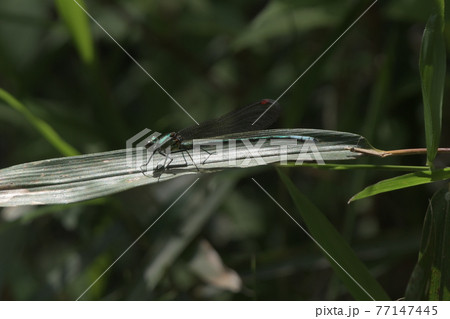カワトンボ　鎌倉中央公園　 77147445