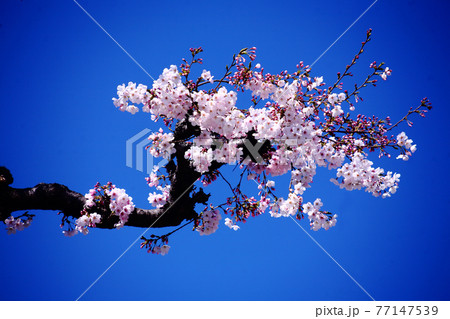 青空に、エドヒガンの花咲く 青空に、エドヒガンの花咲く 77147539