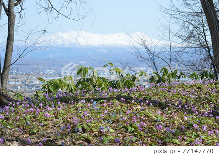 突哨山からの大雪山とカタクリの花 77147770