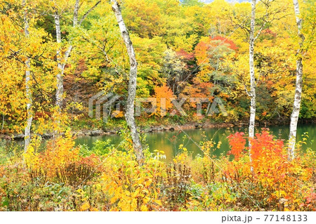 志賀高原・琵琶池の紅葉 志賀高原・琵琶池の紅葉 77148133