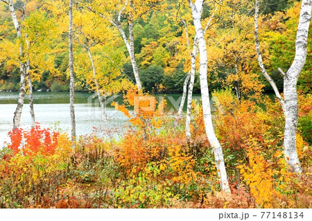 志賀高原・琵琶池の紅葉 志賀高原・琵琶池の紅葉 77148134
