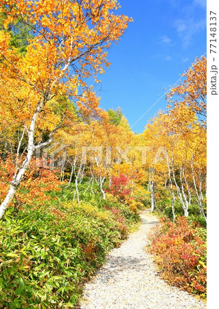 白樺林の紅葉と小道 白樺林の紅葉と小道 77148137