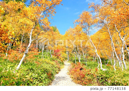 白樺林の紅葉と小道 白樺林の紅葉と小道 77148138