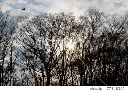 屈斜路湖畔のアオサギコロニー 77148342