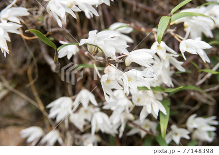セッコクの花 77148398