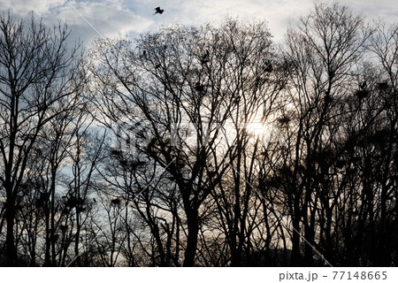 屈斜路湖畔のアオサギコロニー 77148665