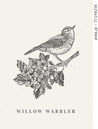 Twig with flowers and  bird. 77149256