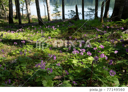 阿寒湖畔のオオサクラソウ群落 阿寒湖畔のオオサクラソウ群落 77149560