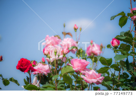 晴天の青空に咲き誇るバラの花の風景 晴天の青空に咲き誇るバラの花の風景 77149773