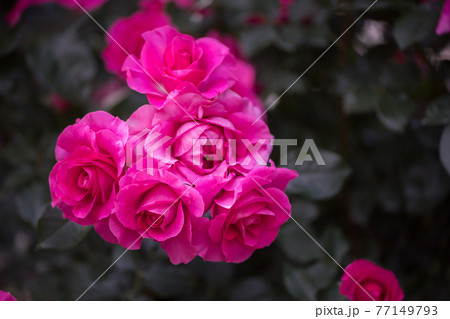 晴天の青空に咲き誇るバラの花の風景 77149793