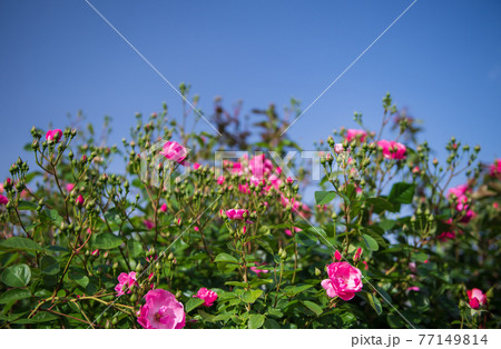 晴天の青空に咲き誇るバラの花の風景 77149814