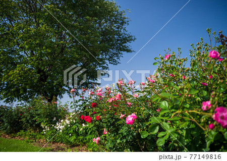晴天の青空に咲き誇るバラの花の風景 77149816