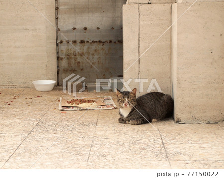portrait of the cat and food 77150022