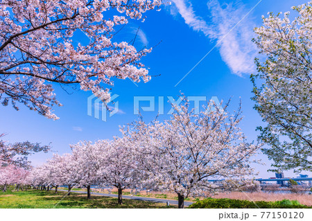 小松川千本桜 東京 77150120
