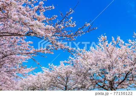 小松川千本桜 東京 77150122