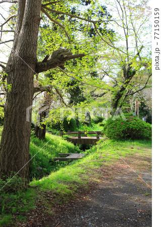 新緑の公園 77150159