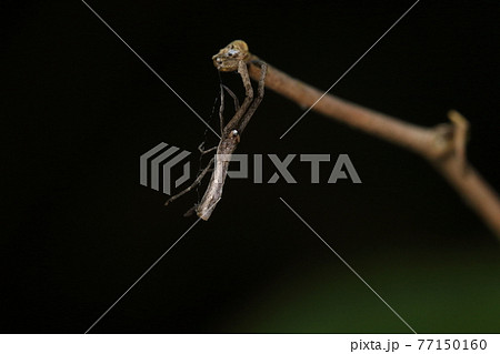 生き物　蜘蛛　マネキグモ、懸垂中。口元の白いものは自分の出した糸をまとめたものでしょうか？ 77150160