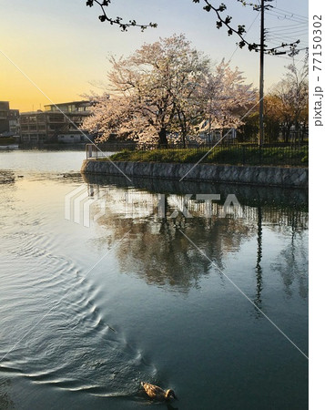 京都疏水の春の夕暮れ 77150302