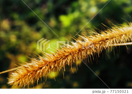 緑 草 芝生 77150321