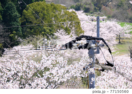 桜に包まれる電柱の頭 77150560