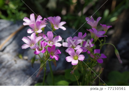 野に咲くムラサキカタバミ 77150561