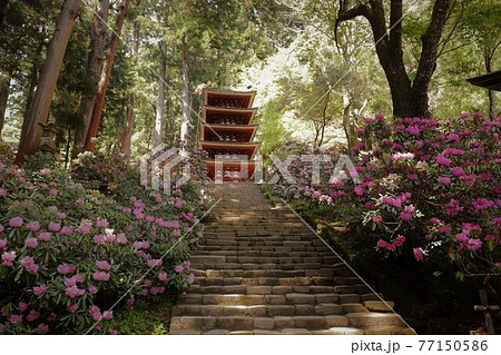 室生寺の石楠花の写真素材