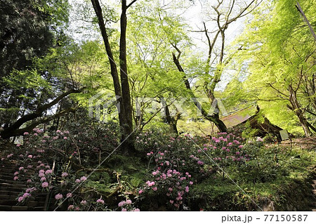 室生寺の石楠花 室生寺の石楠花 77150587