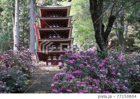 室生寺の石楠花 室生寺の石楠花 77150604