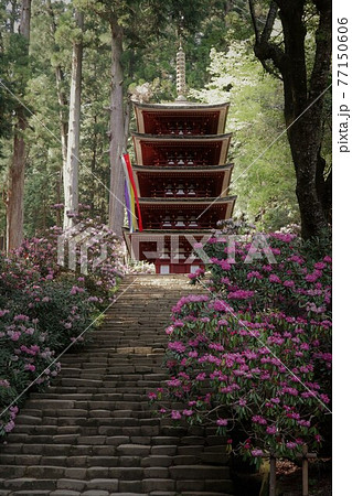 室生寺の石楠花 室生寺の石楠花 77150606