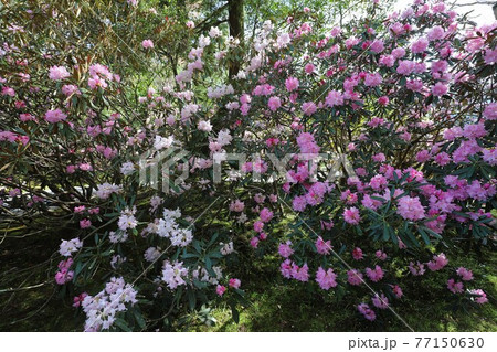 室生寺の石楠花 室生寺の石楠花 77150630