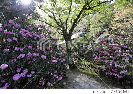 室生寺の石楠花 室生寺の石楠花 77150642