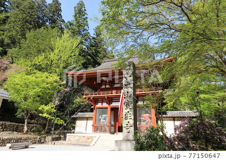 室生寺の石楠花 室生寺の石楠花 77150647