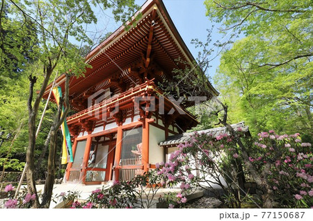 室生寺の石楠花 77150687