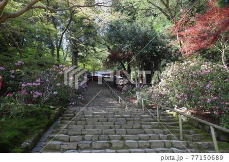 室生寺の石楠花 77150689
