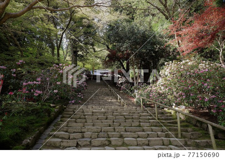 室生寺の石楠花 室生寺の石楠花 77150690