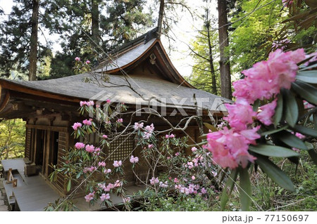 室生寺の石楠花 77150697
