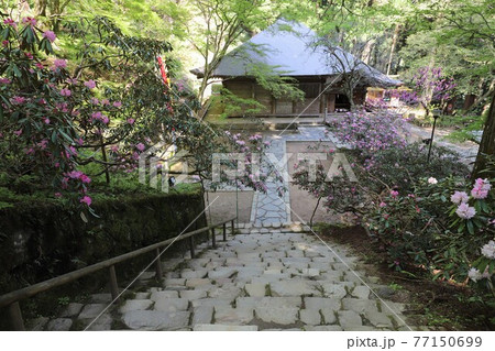 室生寺の石楠花 室生寺の石楠花 77150699