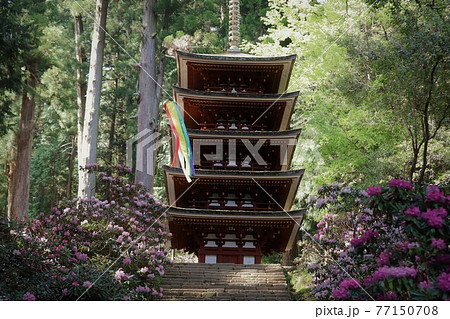 室生寺の石楠花 77150708