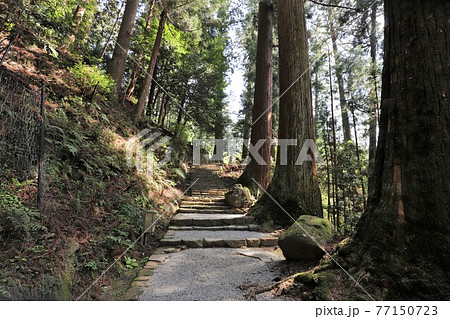 室生寺の石楠花 室生寺の石楠花 77150723