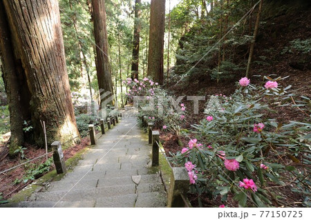室生寺の石楠花 室生寺の石楠花 77150725