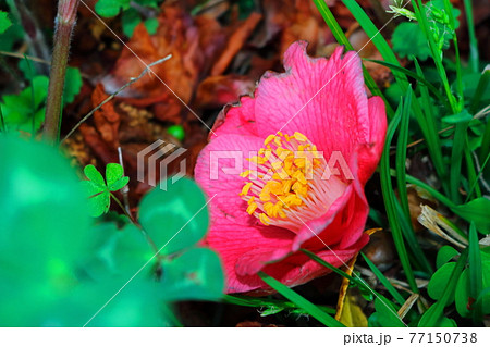 散った椿の花びらの写真素材