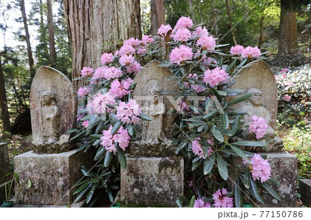 室生寺の石楠花 室生寺の石楠花 77150786